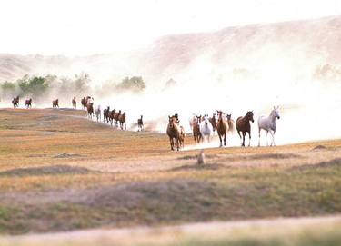 WILD HORSES - USA, Theodore Roosevelt National Park - 1964 - Limited Edition of 95 thumb