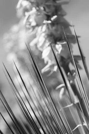 Print of Abstract Botanic Photography by Scott Weaver