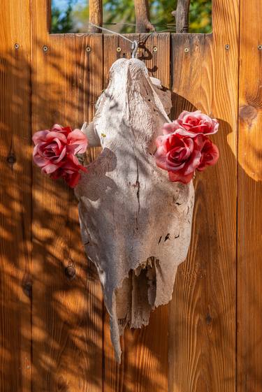 Cowskull with Roses on Rustic Gate - Limited Edition of 20 thumb