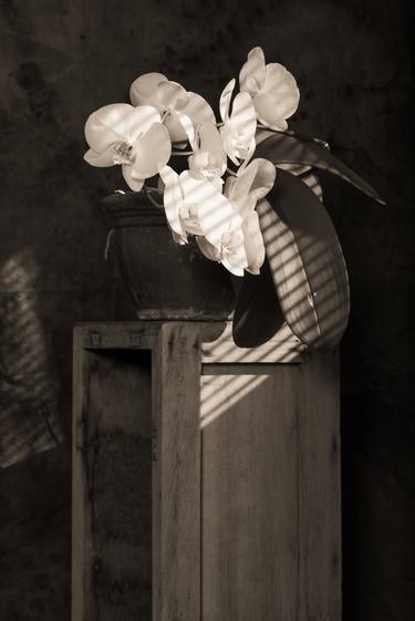 Saatchi Art Artist Scott Weaver; Photography, “Orchids in Morning Light II - Limited Edition of 20” #art