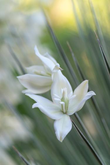 Yucca Blossoms on Leaf Spear - Limited Edition of 20 thumb