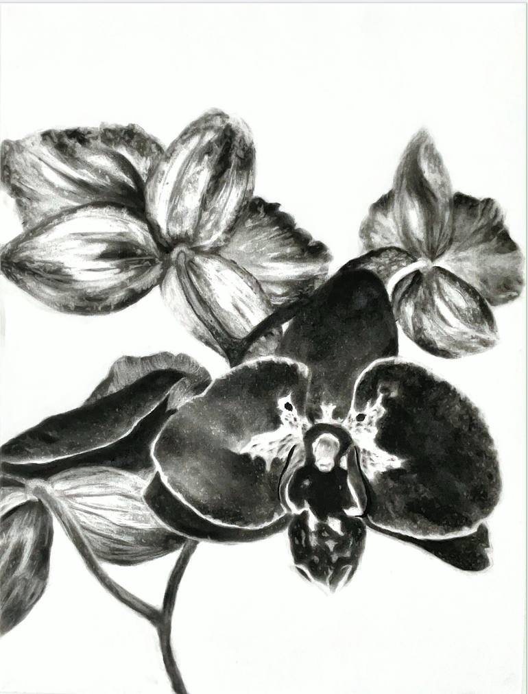 Original Floral Drawing by Lebogang Cassandra Tromoya | Black & White Art on Paper | Orchid in Bloom