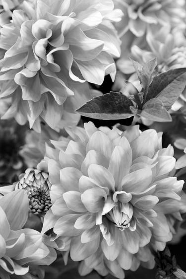 Original Botanic Photography by Dasha Wright