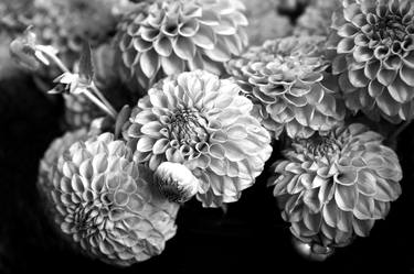 Original Fine Art Botanic Photography by Dasha Wright