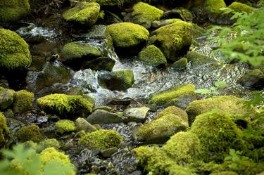 Moss and Stream thumb