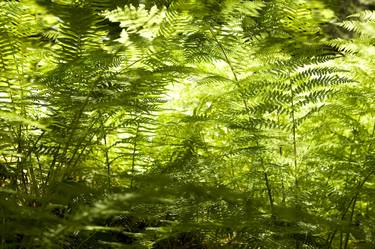 Deep Forest Ferns thumb