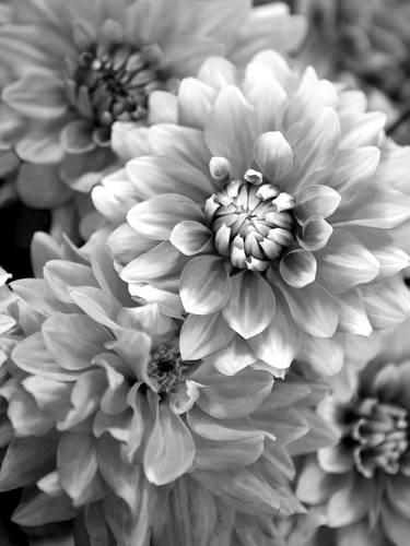 Dahlia Blooms, Black and White thumb