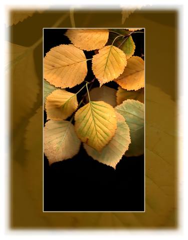 Print of Abstract Botanic Photography by Mark Freytag