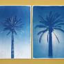 Exclusive limited edition cyanotype diptych.
Details:
+ Title: Duo of Egyptian Palms
+ Year: 2019
+ Edition Size: 20
+ Stamped and Certificate of Authenticity provided
+ Measurements : 100x140 cm (40 x 55 in.) Each paper measures 70x100 cm (28x 40 in.) each, a standard frame size
+ All cyanotype prints are made on high-quality Italian watercolor paper
WHAT IS A CYANOTYPE?
The cyanotype (a.k.a. sun-print) process is one of the oldest in the history of photography, dating back to the 1840's.
Cyanotypes were then made famous by Anna Atkins, considered the first female photographer. Inspired by nature, we feel the need to look back at a craft that is handmade, analogue, and using an all-natural light source: the sun.
Our cyanotypes are made by coating high-quality Italian watercolor paper with a light-sensitive emulsion. We then expose it in direct sunlight for several minutes using a photo negative to get the best image quality. Finally, the print is washed and fixed with water to stop the reaction and prevent fading.
What you get is an amazing, royal blue image, with absolutely no ink involved. And since each print is handmade, tones will give gorgeous, subtle variations. The beauty of cyanotypes is that each print is absolutely unique.