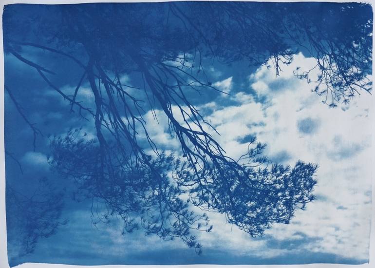 Original Botanic Printmaking by Kind Of Cyan | Documentary Art on Paper | Malibu Pine Seaview - Limited Edition of 50