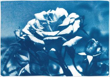 Blue and White Roses - Limited Edition of 100 thumb