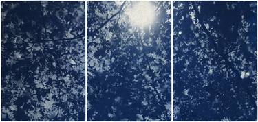Sunlight Through Forest Branches - Limited Edition of 100 thumb