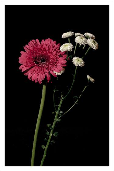 Pink and White Delicate Flowers - Limited Edition of 100 thumb