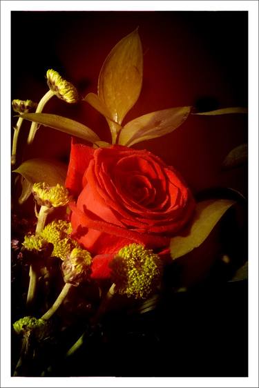 Red Rose in Vintage Light - Limited Edition of 100 thumb