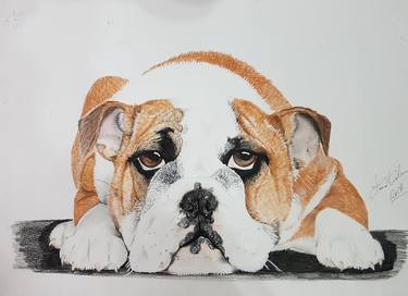 Print of Photorealism Animal Drawings by Clara Valeri