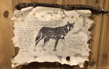 early naturist description of a red wolf in the 1800s thumb