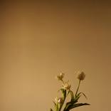 Tulip by Neus Pastor