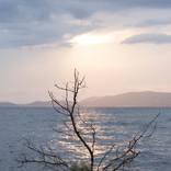 Branches by Neus Pastor