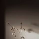 Almond by Neus Pastor