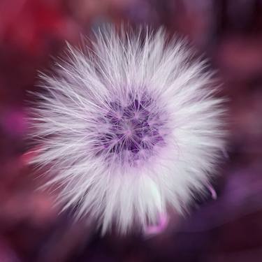 Print of Abstract Nature Photography by Katie Kubrak