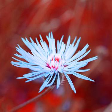 Print of Abstract Floral Photography by Katie Kubrak