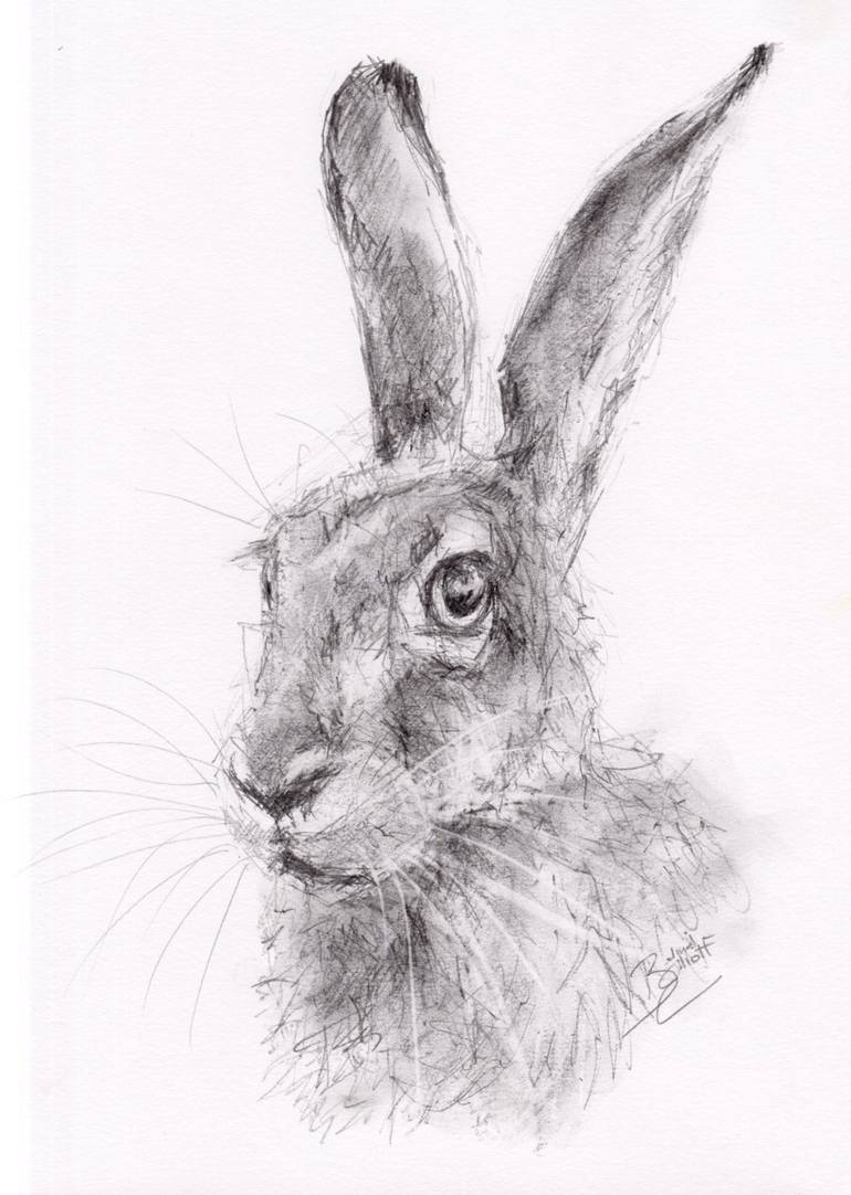 Graphite Study of a Hare Drawing by Belinda Elliott | Saatchi Art