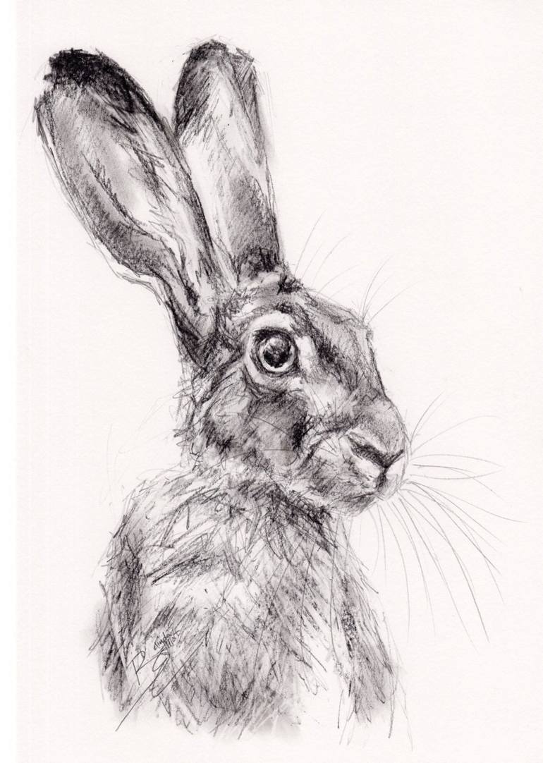 Graphite Study of a Hare Drawing by Belinda Elliott Saatchi Art