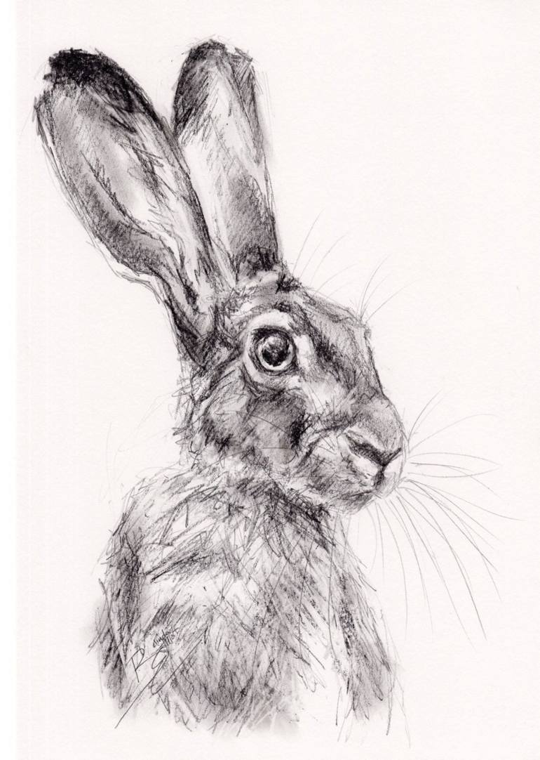 How To Draw A Hare