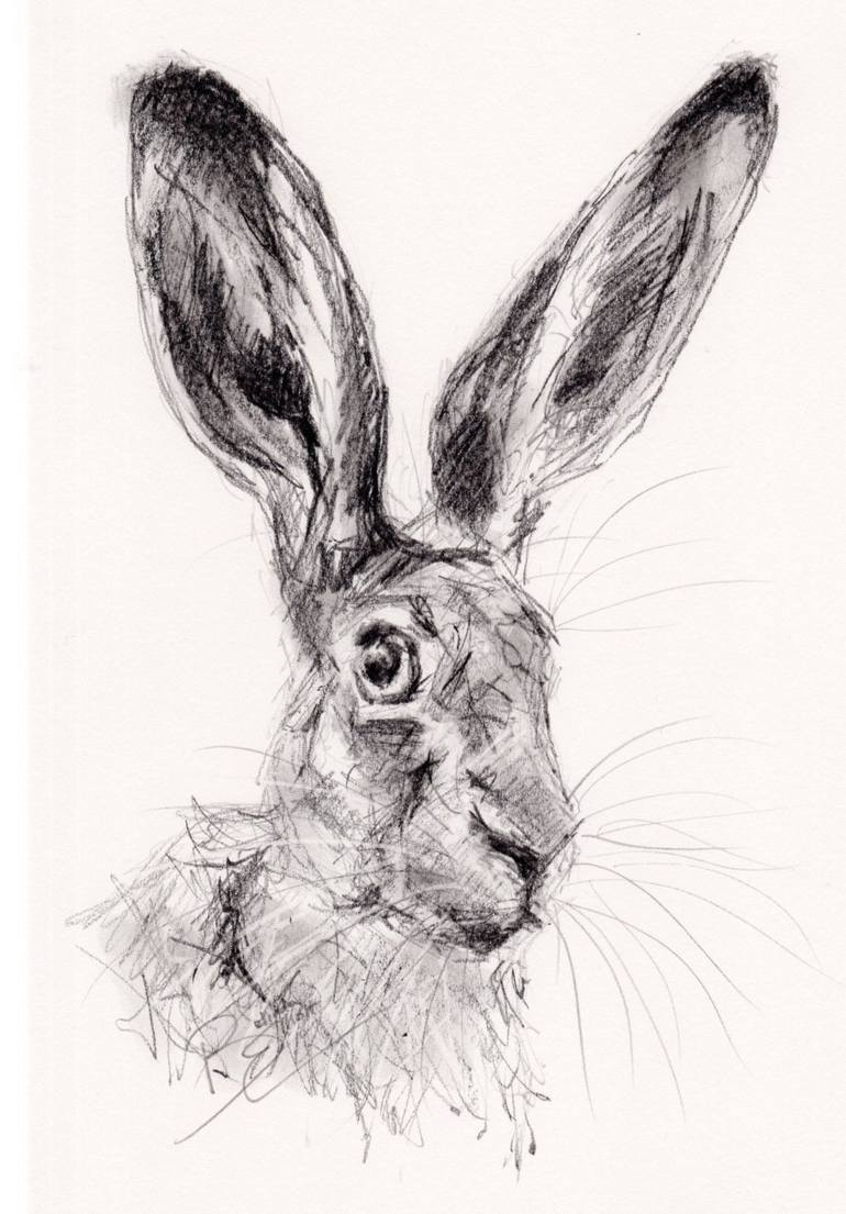 Pencil study of a hare Drawing by Belinda Elliott | Saatchi Art