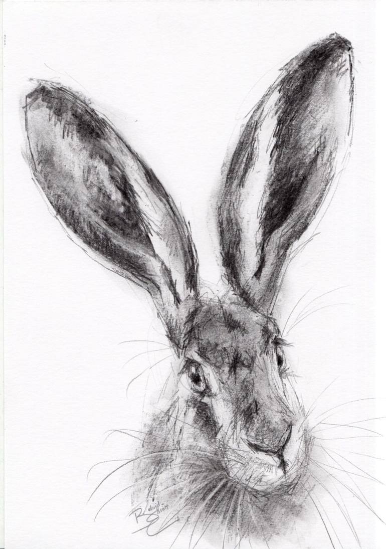 Pencil and charcoal study of a hare Drawing by Belinda Elliott