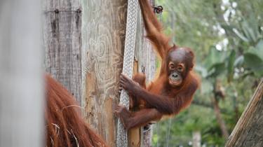 Orangutan Rising thumb