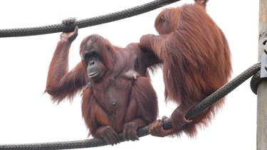 Print of Animal Photography by Crescen Coggins