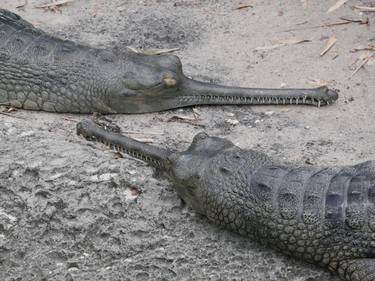 Print of Animal Photography by Crescen Coggins