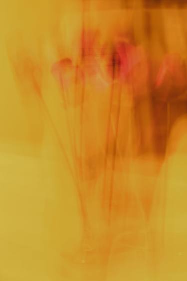 Print of Abstract Floral Photography by Paul Hamilton