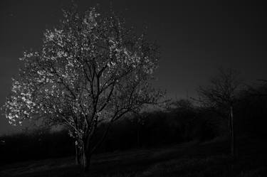 Print of Tree Photography by Isparomar York