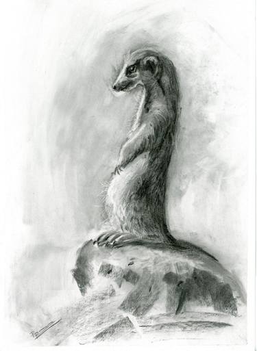 Original Animal Drawings by Olga Tchefranov