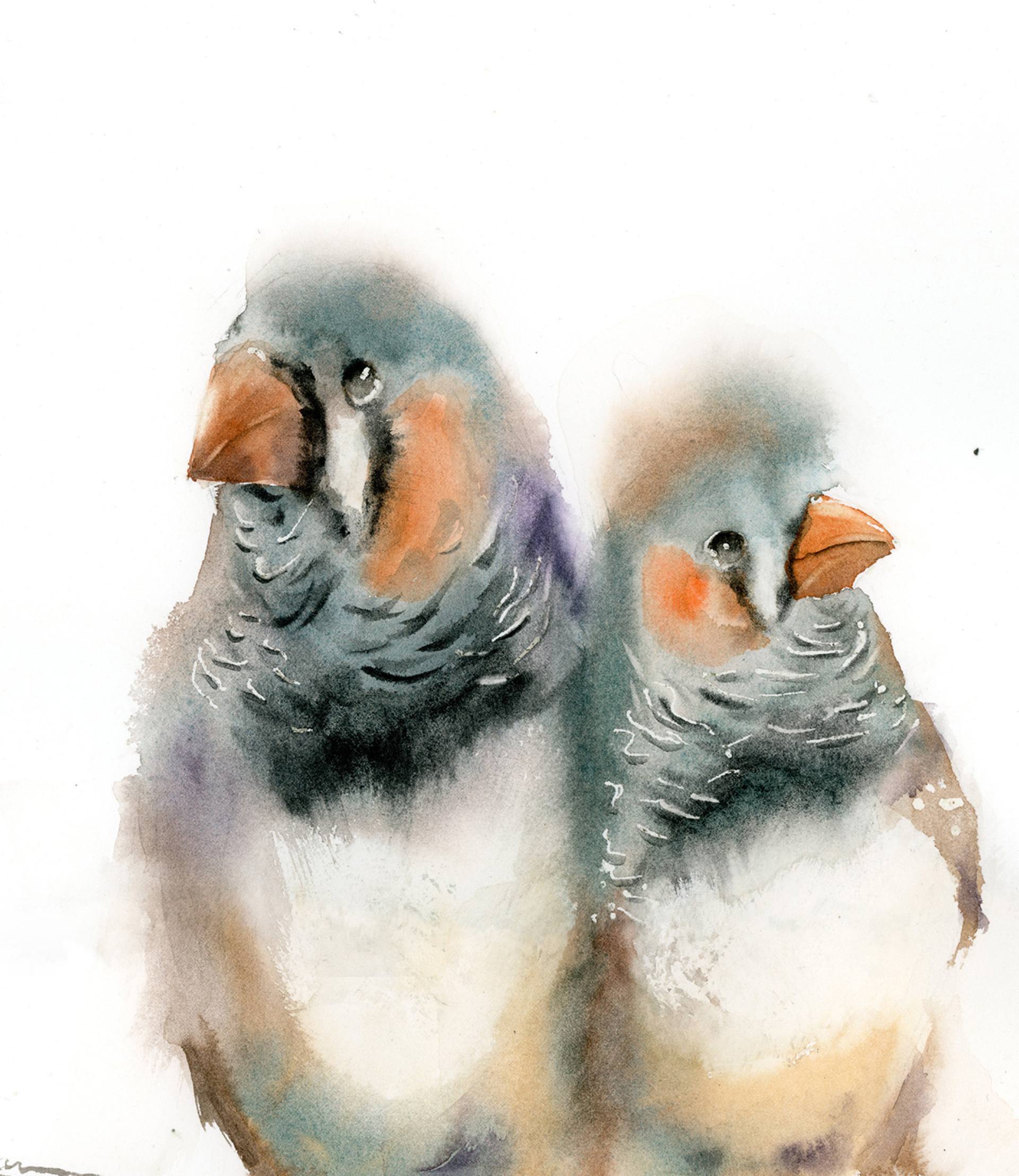 Pair of zebra finches Painting by Olga Tchefranov | Saatchi Art