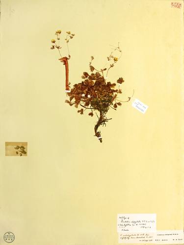 Print of Abstract Nature Printmaking by Wenjia Jiang