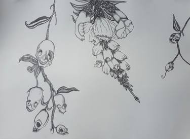 Original Floral Drawings by Cecilia Hine-Bouwman