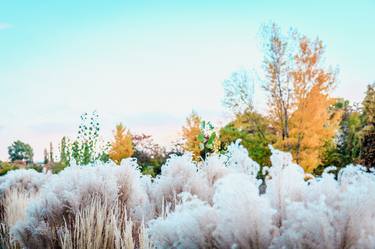 Print of Documentary Nature Photography by Nouar Bellil