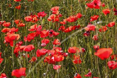 Valensole - Limited Edition of 20 thumb