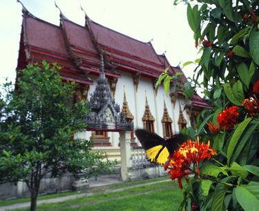 Common Birdwing Butterfly, Thailand - Limited Edition of 100 thumb