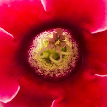 Print of Impressionism Floral Photography by Eugen Hartmann