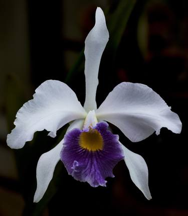 Print of Floral Photography by Eugen Hartmann