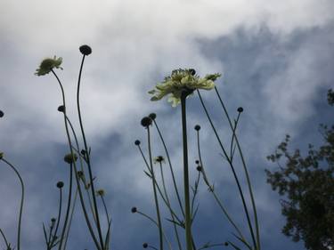 plants waiting for hope - Limited Edition 1 of 25 thumb