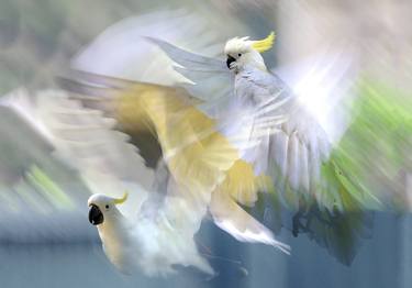 Original Abstract Nature Photography by Carolyn Brandt