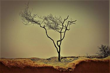 Print of Realism Tree Photography by Boris Davidovich