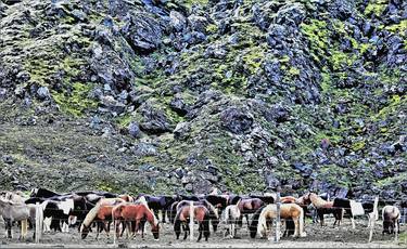 Print of Horse Photography by Boris Davidovich