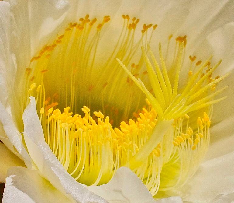 Original Abstract Expressionism Botanic Photography by Rick Brodey