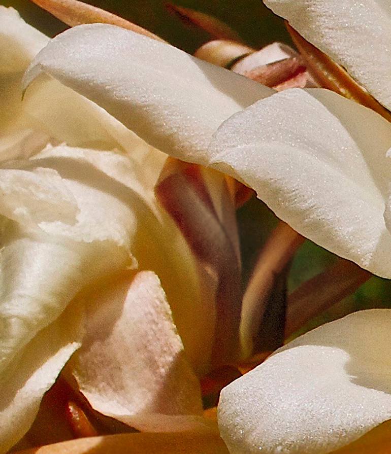 Original Abstract Expressionism Botanic Photography by Rick Brodey